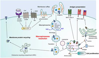 Functional significance of ion channels during macropinosome resolution in immune cells